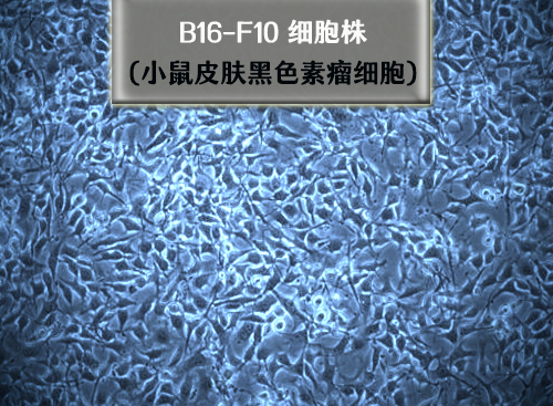 b16f10細(xì)胞