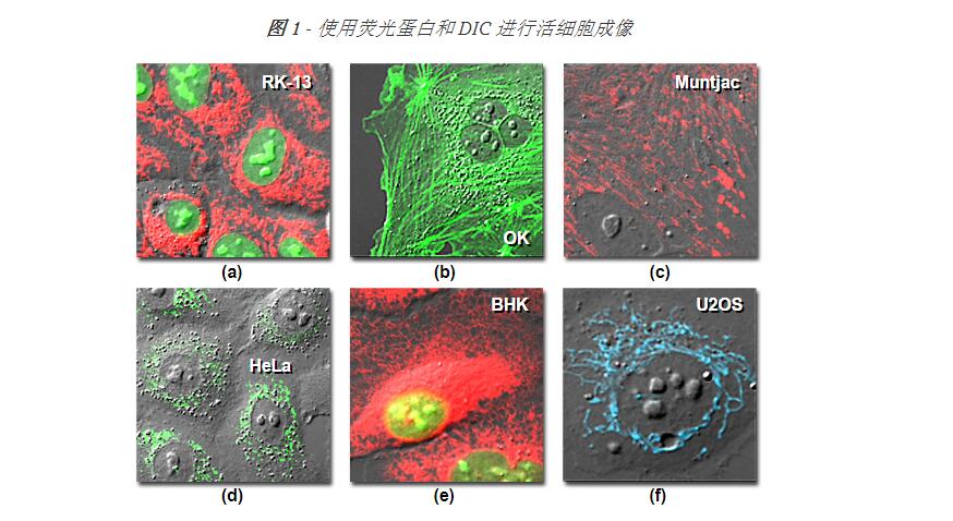 細(xì)胞成像-活細(xì)胞成像的適宜條件