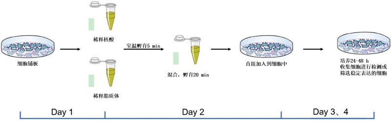 細胞轉(zhuǎn)染流程圖
