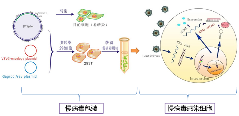 細胞轉(zhuǎn)染效率