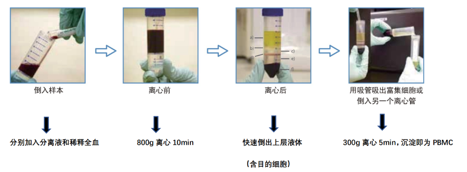 PBMC 分離步驟