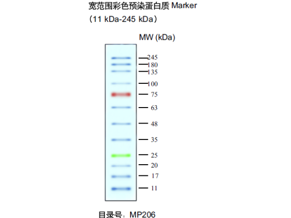 天根試劑-蛋白預(yù)染marker