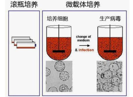 利用生物反應(yīng)器進行Mdck細胞的微載體培養(yǎng)方法