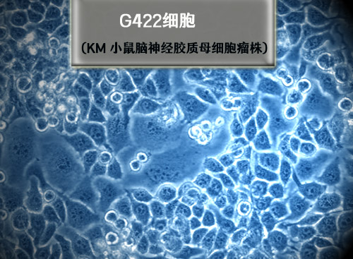 KM小鼠腦神經(jīng)膠質(zhì)母細(xì)胞瘤瘤株 G422