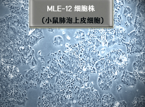 mle-12細(xì)胞