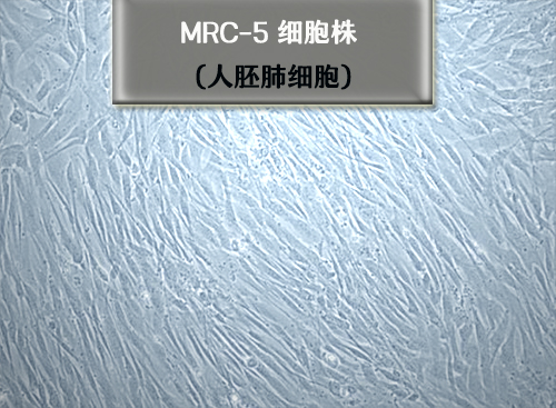 MRC-5細(xì)胞