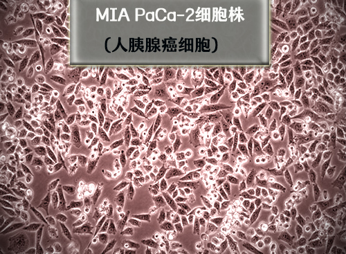 MIA-PaCa-2細胞?