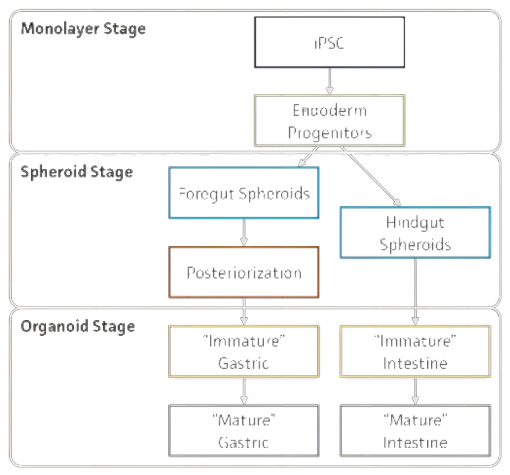 IPSC細胞javascript:void(0)