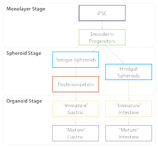 利用3-D 培養(yǎng)系統(tǒng)從人類(lèi) iPSC 生成 GI 類(lèi)器官的流程(1)