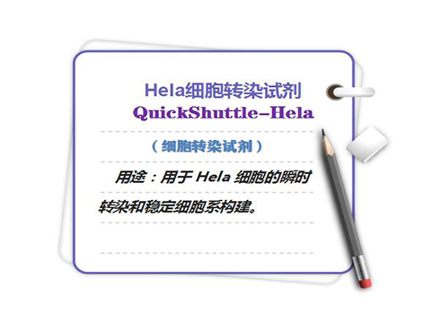 Hela細(xì)胞轉(zhuǎn)染試劑-QuickShuttle-Hela