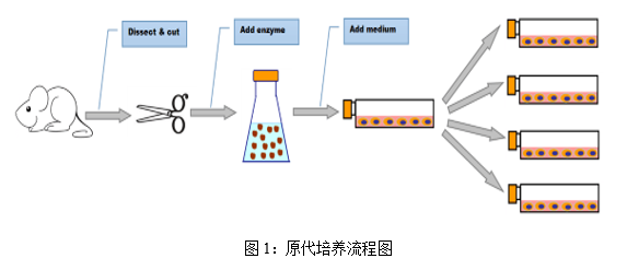 細(xì)胞培養(yǎng)