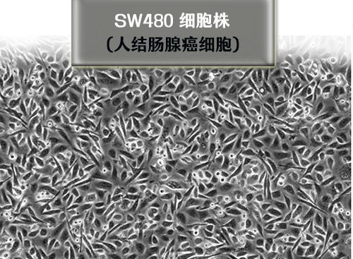 sw480細(xì)胞