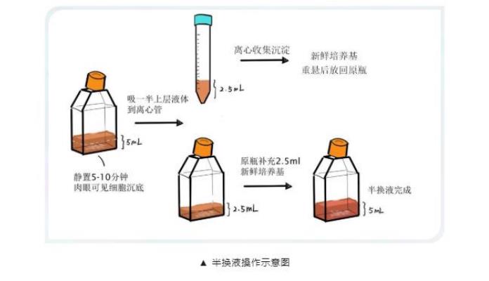 thp-1細胞培養(yǎng)