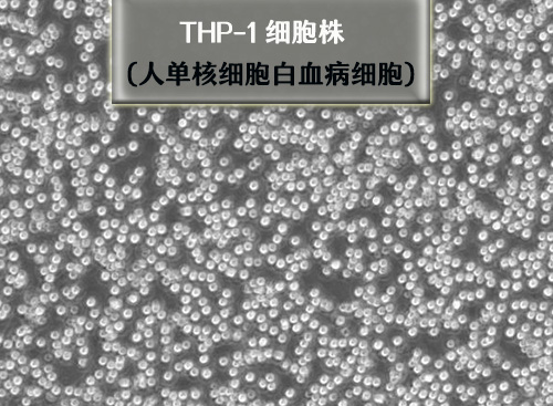 thp1細(xì)胞