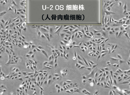 u2os細(xì)胞