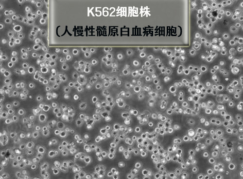 k562 細胞