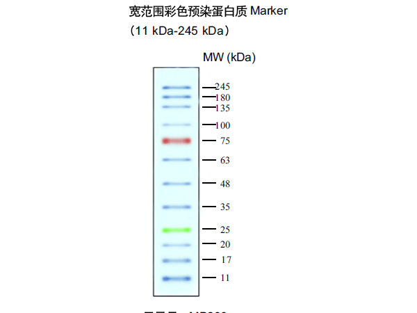 預(yù)染蛋白marker