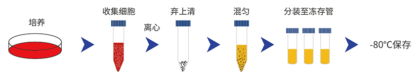 干細(xì)胞凍存液步驟