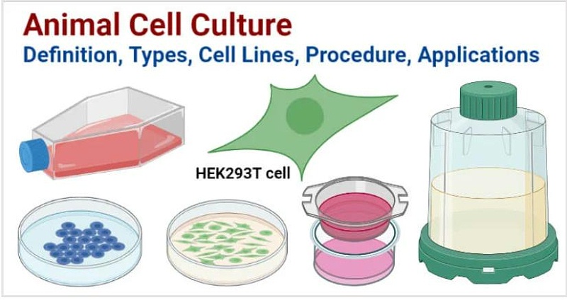動物細(xì)胞培養(yǎng)