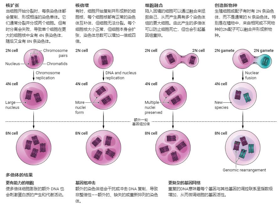 細(xì)胞STR鑒定