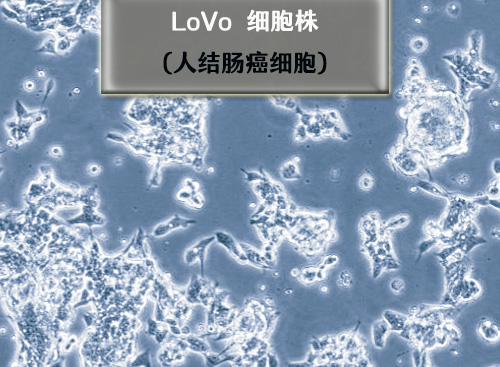 LoVo細(xì)胞