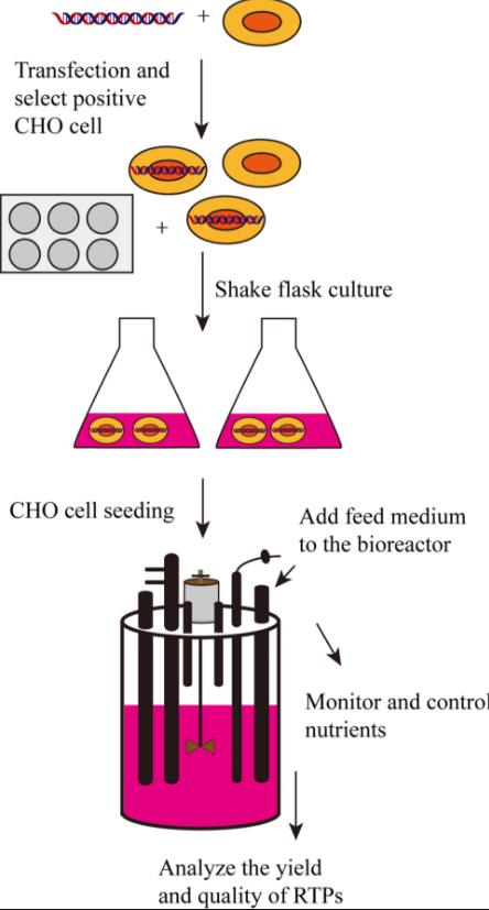 CHO細胞重組蛋白補料分批培養(yǎng)策略