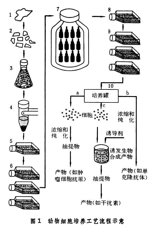 細(xì)胞傳代