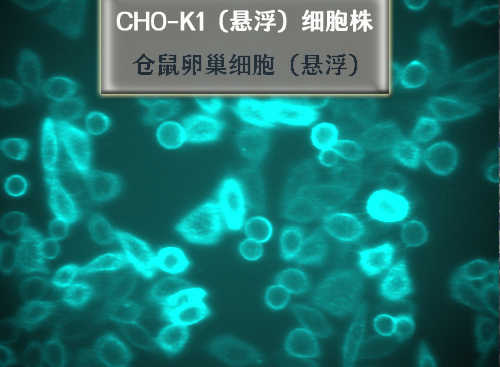 CHO-K1細(xì)胞-懸浮培養(yǎng)細(xì)胞?