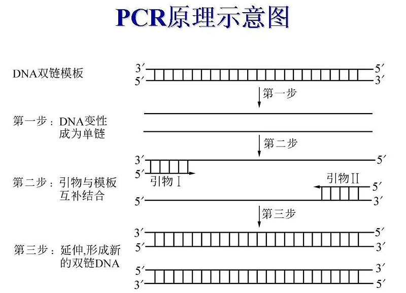 PCR擴(kuò)增