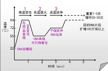 PCR擴(kuò)增