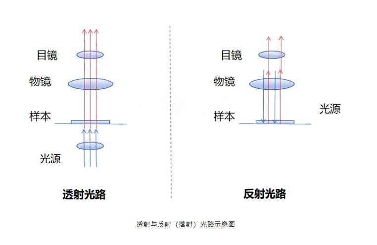 透射與反射（落射）光路示意圖