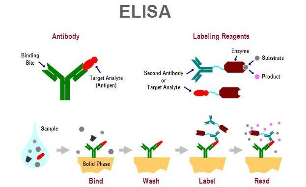 elisa-method-elisa試劑盒