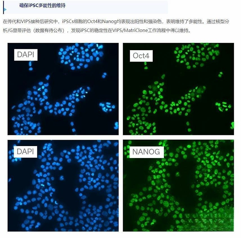 MatriClone基質(zhì)膠價(jià)格