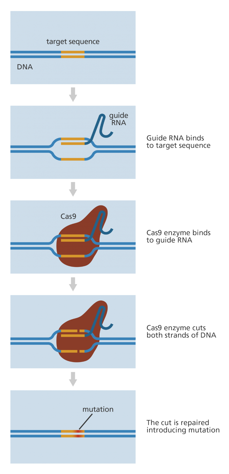 crispr-cas9