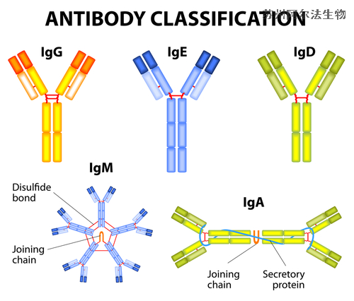 抗體類型