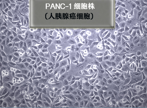 人胰腺癌細胞PANc-1