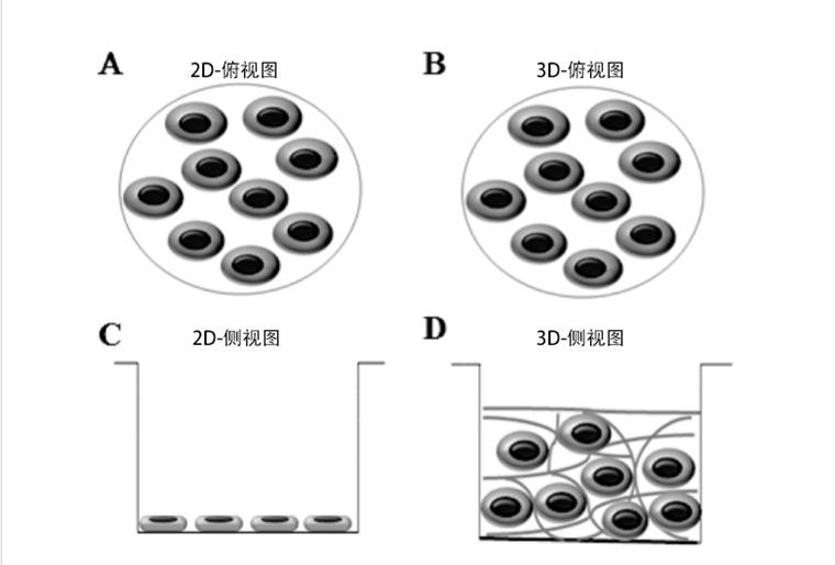 3D培養(yǎng)