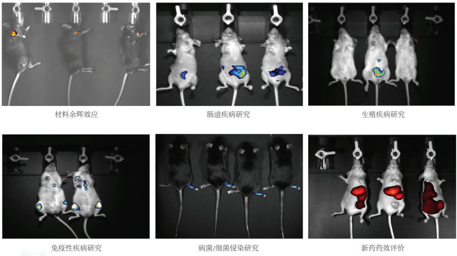 Tanon ABL-X6 動物活體成像系統(tǒng)