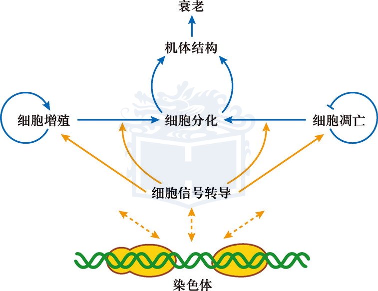 細胞分化