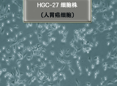 人胃癌細(xì)胞HGC-27