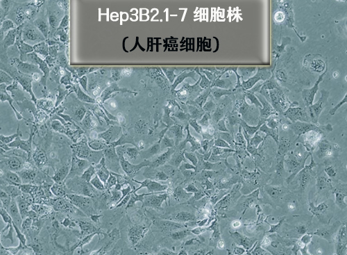 Hep3B2.1-7-人肝癌細(xì)胞