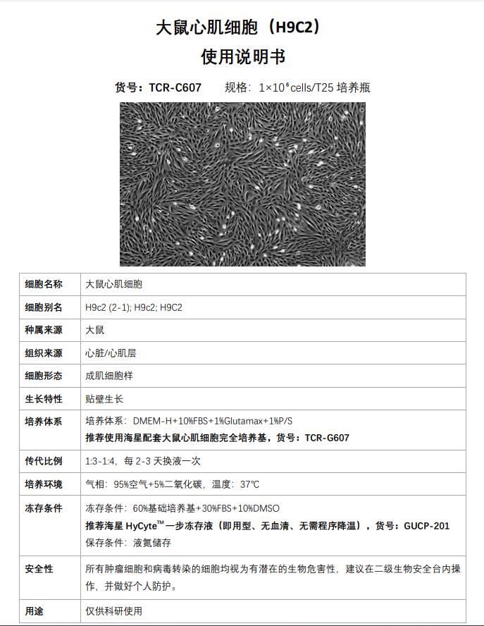 H9C2細(xì)胞