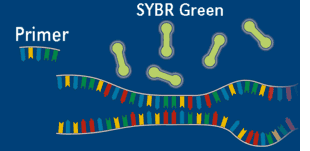 使用  SYBR <i style='color:red'>green</i>熒光染料進(jìn)行熒光定量pcr檢測(cè)