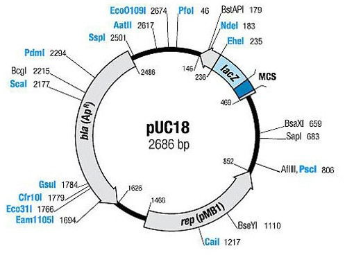 pUC18質(zhì)粒圖譜