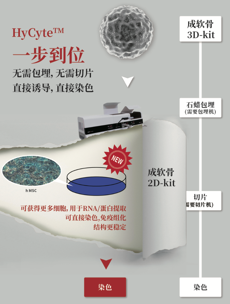 成軟骨誘導(dǎo)分化示意圖