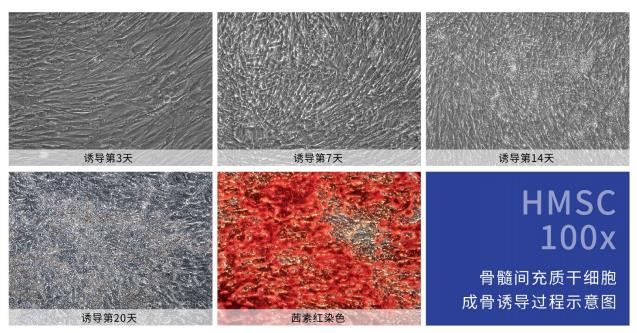 成骨干細胞誘導分化示意圖