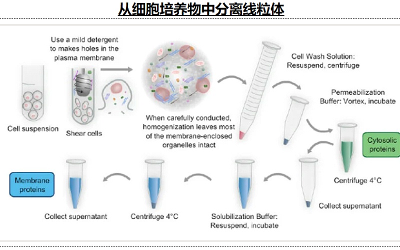 細胞中分離線粒體