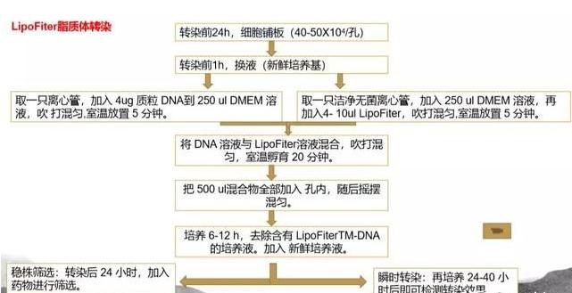 轉(zhuǎn)染步驟LIP2000