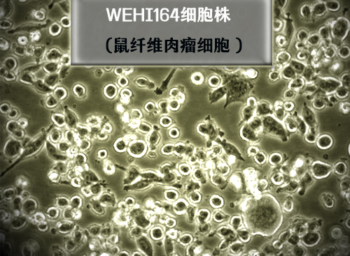 鼠纖維肉瘤細(xì)胞 WEHI164