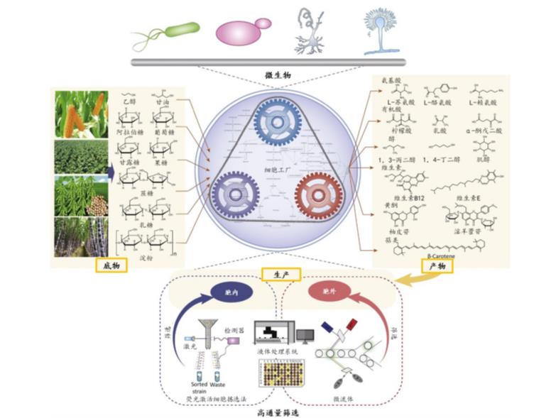 合成生物學(xué)